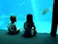 Maui Ocean Center Vid 1