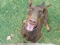 workingdogs,schutzhund,Doberman