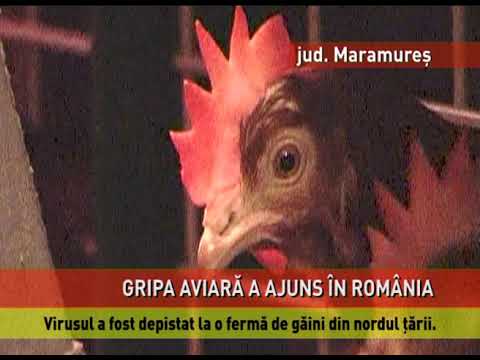 Gripă aviară, la o fermă de păsări din județul Maramureș