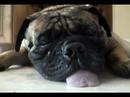bullmastiff