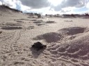 Cold-Stunned Hatchlings Wander in Circles Cold-Stunned Hatchlings Wander in Circles