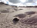 Cold-Stunned Hatchlings Wander in Circles