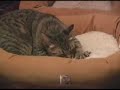 A Spoof of Drug Ads: Say NO to Catnip Catnip