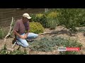Dwarf Evergreen Trees Dwarf Evergreen Trees