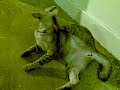 Void deck cat Void deck cat