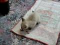 videos de Gatita defiende su comida