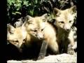 FUNNY BABY ANIMALS !... View Video