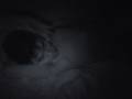NonSense Clip 03