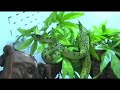 Sedge Viper