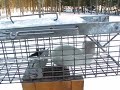Hermine / weasel Hermine / weasel
