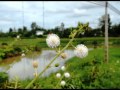 Free Bicyle Tour: Cam Kim, Hoi An