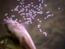 Corydora Aeneus spawning 5