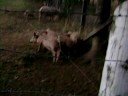 rascate el potito!! funny pig