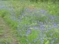 Bluebells