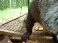 Juliana the coati, at Summit Zoo Panama - Gato Solo
