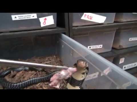 YouTube reptile video