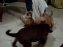 FILHOTES DE PIT BULL BEBES BRINCANDO COM PANO 7020