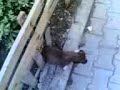 fantom boncuq dog cat fantom boncuq dog cat