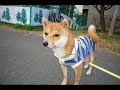 友の豆柴元気ちゃんと天国�...