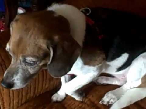how to adjust ezydog harness
