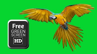 Green screen parrot video effects  parrot green sc