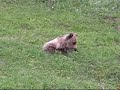 Grizzly Bears Grizzly Bears