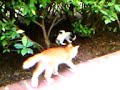 Cat family