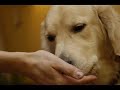 Na pomoc goldenom