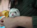 videos de LUKAS HURON