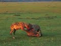 Hyenas eat wildebeest alive. (PART 1)