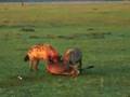 Hyenas eat wildebeest alive. (PART 1)