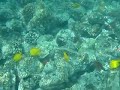 Hawaii - Snorkeling at Captain Cook Monument - July 2008