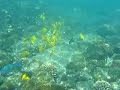 Hawaii - Snorkeling at Captain Cook Monument - July 2008