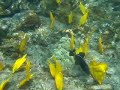 Hawaii - Snorkeling at Captain Cook Monument - July 2008