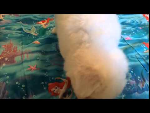 Bichon Frise male puppy - Chapman