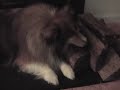 Dog Licks Wood