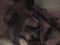 Dog Licks Wood