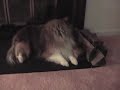 Dog Licks Wood