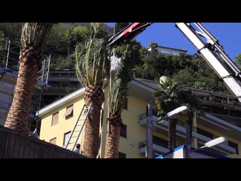 how to transplant phoenix canariensis