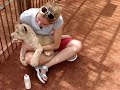 Lion Cub drinking milk and biting my arm Lion Cub drinking milk and biting my arm