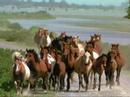 new-life.html
