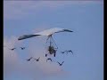 Cristian Moullec and geese at Shoreham Airshow 2004