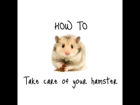 how to take care of a hamster