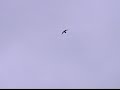 Derby Cathedral: A Place for Peregrines Derby Cathedral: A Place for Peregrines