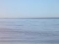 ocean swimming deer