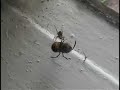hornet vs. spider hornet vs. spider