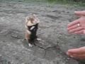 Hamster Isn't Afraid Of Russians - animals, hamster, nature, russians