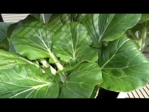 how to harvest bok choy