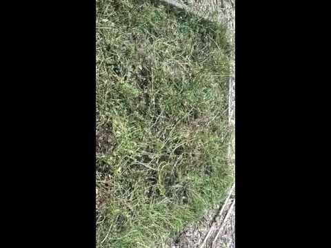 how to harvest alfalfa