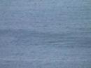 Baleine de Rurutu